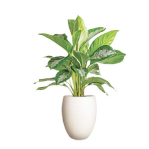 Aglaonema Pataya Beauty