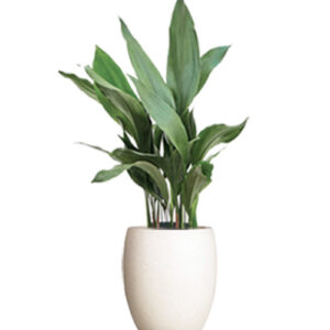 Aspidistra