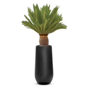Cycas Palm (Sago Palm)