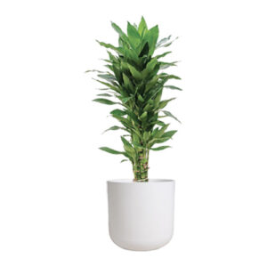Dracaena Fragrans Branched