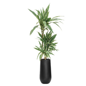 Dracaena Fragrans Dermensis