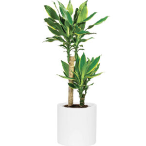 Dracaena Fragrans Golden Coast