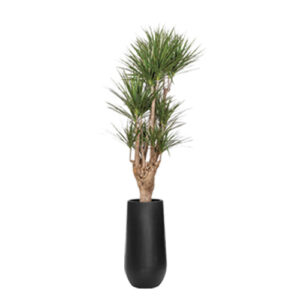 Dracaena Marginata Branched