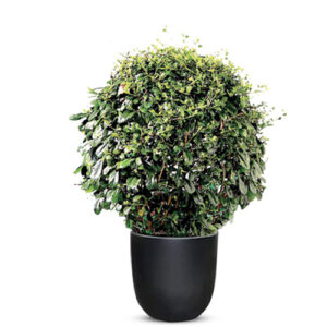 Ehretia Microphylla (Fukien Tea Tree)