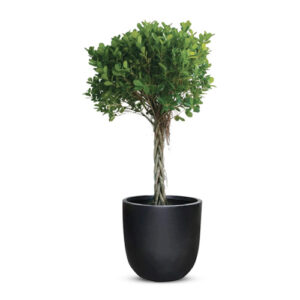 Ficus Panda