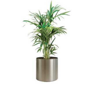 Kentia