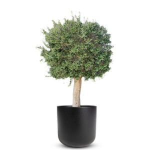Olive Tree