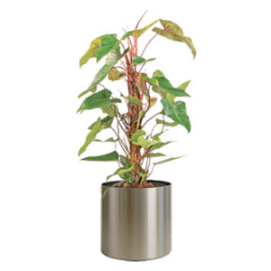 Philodendron Red Emerald