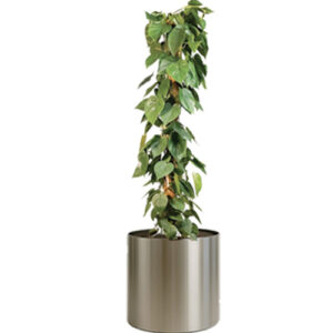 Philodendron Scandens