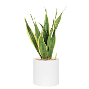 Sansevieria (Snake Plant)