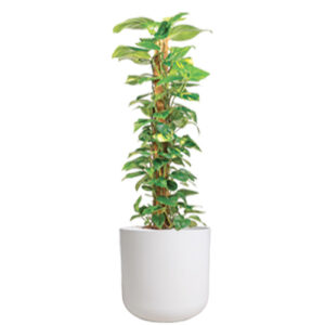 Scindapsus