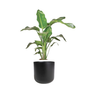 Strelitzia Nicolai (White Bird of Paradise)
