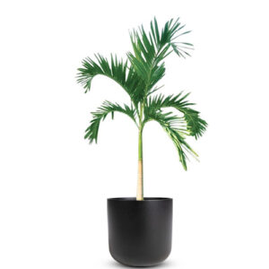 Veitchia Palm (Christmas Palm)