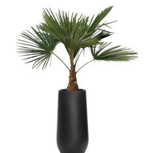 Washingtonia Palm (Fan Palm)