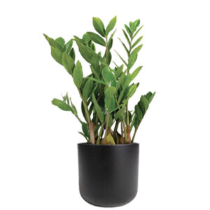 Zamioculcas (ZZ Plant)
