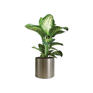 Indoor Plants
