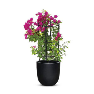 Flowering Plants